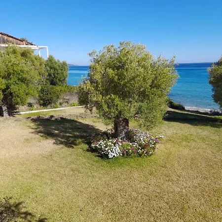 Olive Seaside Studio